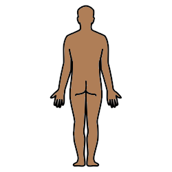 color drawing of the back of a human body